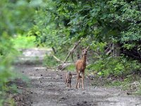 Capreolus capreolus 158, Ree, Saxifraga-Tom Heijnen