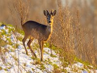 Roe deer on snowy hillside  Roe deer (Capreolus capreolus) on hillside covered in light snow : Capreolus, Netherlands, animal, background, beauty, brown, cold, covered, cute, deer, doe, dutch, europe, european, eye, fauna, female, field, food, forest, frost, frozen, green, hill, hunger, ice, isolated, landscape, layer, life, light, male, mammal, nature, outdoor, roe, roebuck, rural, season, side, snow, thin, white, wild, wildlife, winter, young