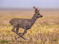Roe deer running  Roe deer (Capreolus capreolus) running through grassland and fleeing from danger : Capreolus, Legs, Netherlands, action, alert, animal, brown, buck, deer, environment, escape, europe, european, fast, fauna, field, fleeing, fly, flying, freedom, gallop, grass, grassland, horns, hunting, hurry, jump, jumping, landscape, large, look, male, mammal, meadow, natural, nature, nobody, one, outdoor, roe, roe-deer, run, running, rush, speed, sprint, wild, wildlife