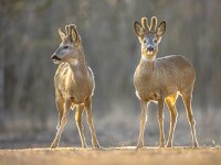Two Roe deer on clearing  Two Roe deer (Capreolus capreolus) looking at camera on clearing in Kiskunsagi National Park, Pusztaszer, Hungary. February. : Capreolus, Capreolus capreolus, Kiskunsag, Kiskunsagi, Pusztaszer, animal, antlers, backlit, beautiful, brown, buck, clearing, deer, europe, european, fauna, field, forest, game, grass, grassland, green, horns, hungary, hunting, landscape, lawn, look, male, mammal, meadow, national, nature, outdoor, park, roe, roe deer, roebuck, rut, stag, tree, trophy, wild, wildlife, winter, woods