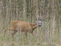 Capreolus capreolus 27, Ree, Saxifraga-Mark Zekhuis