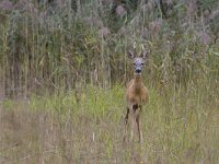 Capreolus capreolus 50, Ree, Saxifraga-Mark Zekhuis