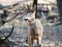 Capreolus capreolus 84, Ree, Saxifraga-Bart Vastenhouw