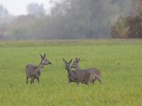 Capreolus capreolus 95, Ree, Saxifraga-Mark Zekhuis