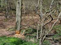 Castor fiber 100, Bever, Saxifraga-Tom Heijnen