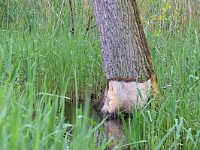 Castor fiber 103, Bever, Saxifraga-Tom Heijnen