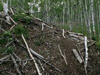 Castor fiber 13, Bever, Saxifraga-Hans Boll