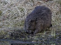 Castor fiber 26, Bever, Saxifraga-Luc Hoogenstein  Wilde bever in Noorwegen, Eurasian beaver or European beaver (Castor fiber) : nature, Eurasian beaver, Castor fiber, natuur, Beaver, Europe, bever, wild, European beaver, Norway, Noorwegen, Castor, Europa