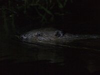 Castor fiber 47, Bever, Saxifraga-Mark Zekhuis