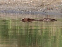 Castor fiber 57, Bever, Saxifraga-Mark Zekhuis