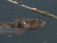 Castor fiber 7, Bever, Saxifraga-Mark Zekhuis