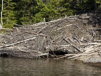 Castor fiber 76, Bever, Saxifraga-Roel Meijer