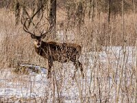 Cervus elaphus 192, Edelhert, male, Oostvaardersplassen, Saxifraga-Theo Verstrael