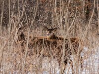 Cervus elaphus 193, Edelhert, male, Oostvaardersplassen, Saxifraga-Theo Verstrael