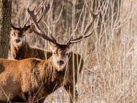 Cervus elaphus 196, Edelhert, male, Oostvaardersplassen, Saxifraga-Theo Verstrael