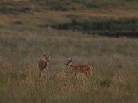 Cervus elaphus 197, Edelhert, female with juvenile, Saxifraga-Mark Zekhuis
