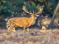 Red deer rutting season Veluwe  Male Red deer (Cervus elaphus) stag during rutting season in autumn, Veluwe, Netherlands. Wildlife scene of nature in Europe. : animal, antler, antlers, autumn, beauty, belling, brown, buck, cervus, cervus elaphus, courtship, creature, deer, elaphus, fall, fauna, field, forest, fur, grass, green, heath, heather, herbivore, hoofed, landscape, looking, magnificent, majestic, male, mammal, meadow, nature, observing, oestrus, park, pasture, power, red, red deer, ruminant, rut, rutting, season, side, stag, watching, wild, wildlife