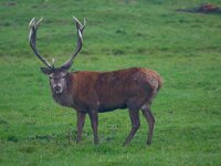 Cervus elaphus 56, Edelhert, Saxifraga-Jan Nijendijk
