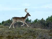 Dama dama 12, Damhert, male, Saxifraga-Piet Munsterman