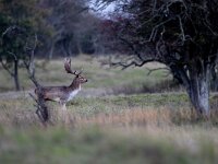 Dama dama 66, Damhert, Saxifraga-Luc Hoogenstein : AWD, damhert