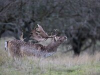 Dama dama 67, Damhert, Saxifraga-Luc Hoogenstein : AWD, damhert