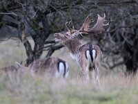 Dama dama 68, Damhert, Saxifraga-Luc Hoogenstein : AWD, damhert