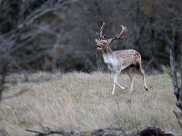 Dama dama 69, Damhert, Saxifraga-Luc Hoogenstein : AWD, damhert