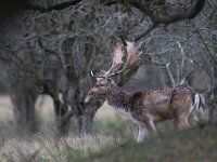 Dama dama 70, Damhert, Saxifraga-Luc Hoogenstein : AWD, damhert