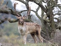 Dama dama 72, Damhert, Saxifraga-Luc Hoogenstein : AWD, damhert