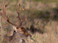 Dama dama 77, Damhert, Saxifraga-Luc Hoogenstein