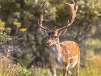 Fallow deer male with stags in rutting season  Fallow deer male (Dama dama) with stags in rutting season. Amsterdamse waterleidingduinen, Netherlands. Wildlife scene of nature in Europe. : Dama, Dama dama, Netherlands, animal, antler, antlers, autumn, background, blurred background, brown, buck, closeup, countryside, deer, doe, europe, fall, fallow, fallow deer, fauna, field, forest, fur, game, glade, grass, green, herbivore, landscape, majestic, male, mammal, meadow, nature, observing, outdoor, park, profile, rural, rut, rutting, season, stag, tree, watching, white, wild, wilderness, wildlife