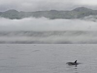 Delphinus delphis 4, Gewone dolfijn, Saxifraga-Rik Kruit