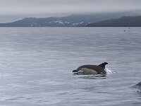 Delphinus delphis 5, Gewone dolfijn, Saxifraga-Rik Kruit