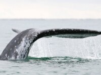 Eschrichtius robustus, 10, Grijze walvis, Saxifraga-Bart Vastenhouw