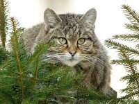 Felis silvestris 16, Wilde kat, Saxifraga-Bart Vastenhouw
