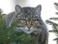 Felis silvestris 19, Wilde kat, Saxifraga-Bart Vastenhouw