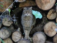 Felis silvestris 27, Wilde kat, Saxifraga-Luc Hoogenstein