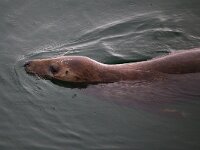 Halichoerus grypus 113, Grijze zeehond, Saxifraga-Bart Vastenhouw