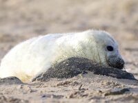 Halichoerus grypus 132, Grijze zeehond, Saxifraga-Bart Vastenhouw