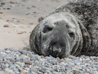Halichoerus grypus 211, Grijze zeehond, adult, Düne (D), Saxifraga-Theo Verstrael