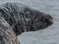 Halichoerus grypus 212, Grijze zeehond, adult, Düne (D), Saxifraga-Theo Verstrael