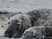 Halichoerus grypus 214, Grijze zeehond, adult, Düne (D), Saxifraga-Theo Verstrael
