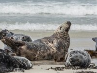 Halichoerus grypus 218, Grijze zeehond, adult, Düne (D), Saxifraga-Theo Verstrael