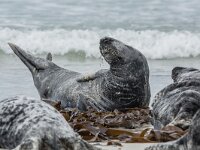 Halichoerus grypus 221, Grijze zeehond, adult, Düne (D), Saxifraga-Theo Verstrael