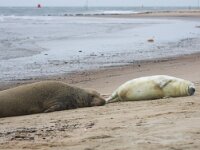 Halichoerus grypus 27, Grijze zeehond, Saxifraga-Bart Vastenhouw