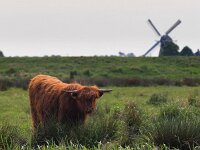 Schotse hooglander met een molen  Schotse hooglander met een molen op de achtergrond : Schotse, achtergrond, biotoop, dier, fauna, gras, groen, hooglander, molen, natuur, natuurlijk, natuurlijke, omgeving, rund, zomer, zoogdier