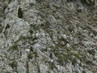 Marmota marmota 12, habitat, Saxifraga-Willem van Kruijsbergen