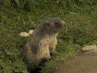 Marmota marmota 24, Saxifraga-Willem van Kruijsbergen