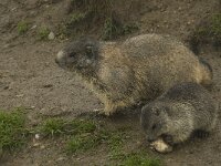 Marmota marmota 37, Saxifraga-Willem van Kruijsbergen