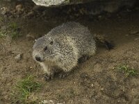 Marmota marmota 38, Saxifraga-Willem van Kruijsbergen